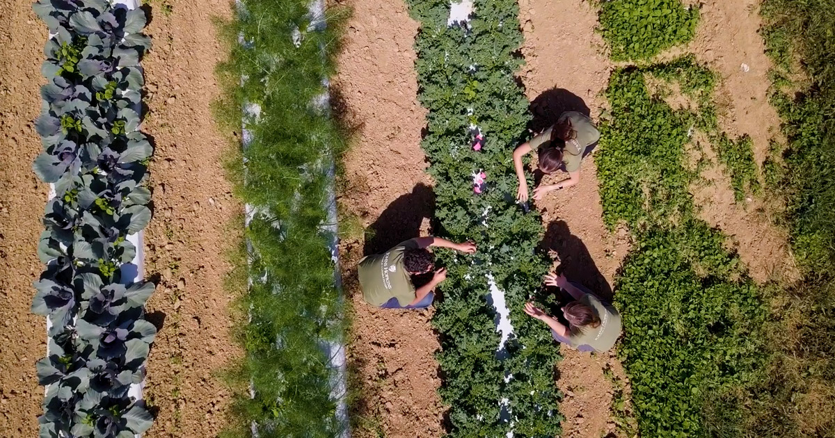 Livable Future (@livablefuture) on Twitter photo Great news! The urban ag community wanted to know if their soils, water and produce are safe ... and they are. Study by <a href="/livablefuture/">Livable Future</a> in <a href="/EHPonline/">Environmental Health Perspectives</a>.
ehp.niehs.nih.gov/doi/10.1289/EH… <a href="/JohnsHopkinsEHE/">JohnsHopkinsEHE</a> Great news! The urban ag community wanted to know if their soils, water and produce are safe ... and they are. Study by <a href="/livablefuture/">Livable Future</a> in <a href="/EHPonline/">Environmental Health Perspectives</a>.
ehp.niehs.nih.gov/doi/10.1289/EH… <a href="/JohnsHopkinsEHE/">JohnsHopkinsEHE</a>