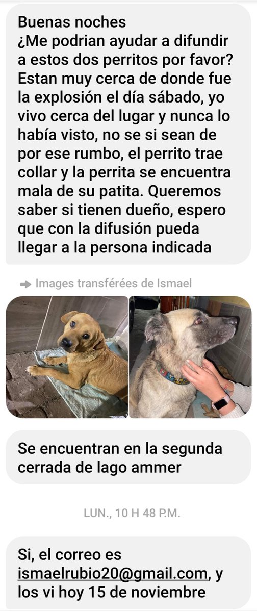 PerrosPerdidosMx (@prrosperdidosmx) on Twitter photo #Encontrados 15 nov 21 Col. Pensil Nte #CDMX #MiguelHidalgo <a href="/MexLibre_MH/">MexicoLibre MiguelHidalgo Alcaldia</a> #Encontrados 15 nov 21 Col. Pensil Nte #CDMX #MiguelHidalgo <a href="/MexLibre_MH/">MexicoLibre MiguelHidalgo Alcaldia</a>