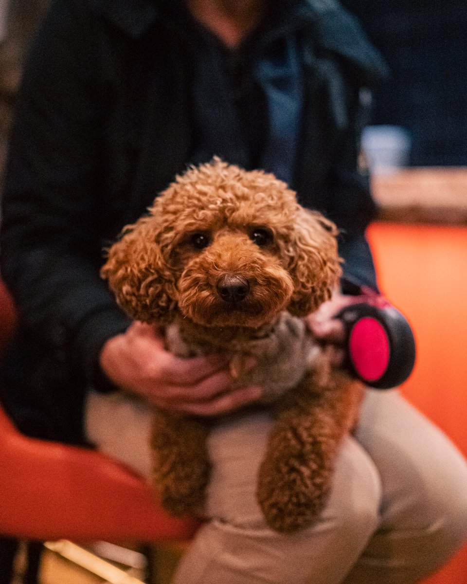 The cutest little one visiting us the other day 🐶 Pups are always welcome here!

#TheCounterHouse #Manchester #Ancoats #DogsOfManchester #DogfriendlyRestaurant