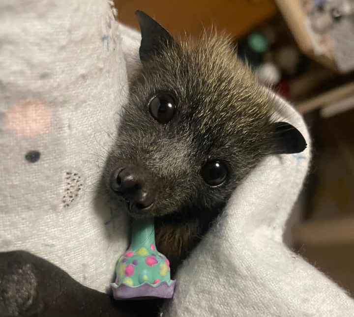 WIRESWildlife's tweet photo. A huge thank you to Endeavour Energy and their Glendenning depot staff 🙌 who got the pup down last night for the volunteer on scene. He still has a way to go but so far, so good.

📷 Flying-foxes of Sydney https://t.co/J9IB2QVRst
