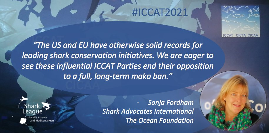 🦈 #ICCAT2021 is on. It's truly a make-or-break moment for makos! We're grateful to be working with #SharkLeague partners to make the case for protecting the North Atlantic population with a retention ban -- for starters. Find our full press release here: bit.ly/3cgP3pt