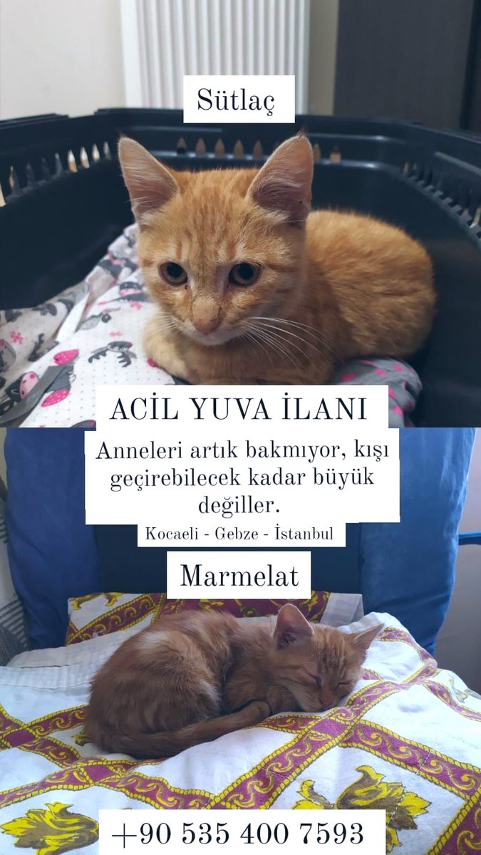 nesliko's tweet photo. Kurtarılmış 2 kardeş sarı kedi. Bu kışı evde tek başına oturacağına, iki yanında bu tiplerle sevgi topu halinde geçirmek isteyen birisi vardır mutlaka. İletişim: 05354007593 https://t.co/YxUstmjmpO