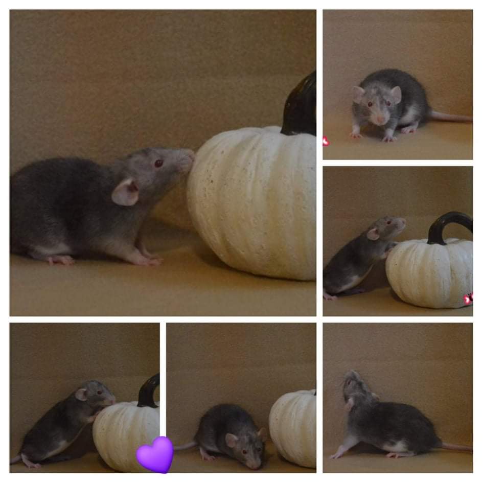 ToesTails's tweet photo. Babies are doing great! Ladies and gentlemen are separated into same sex groups, and are all being loving curious 💜💙 https://t.co/9KcHrz0pMa