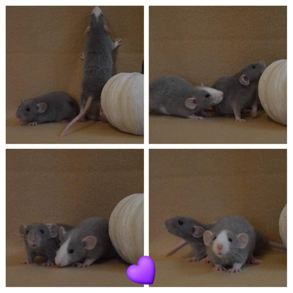 ToesTails's tweet photo. Babies are doing great! Ladies and gentlemen are separated into same sex groups, and are all being loving curious 💜💙 https://t.co/9KcHrz0pMa