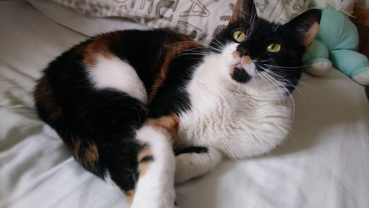 Laura Davies tweet media