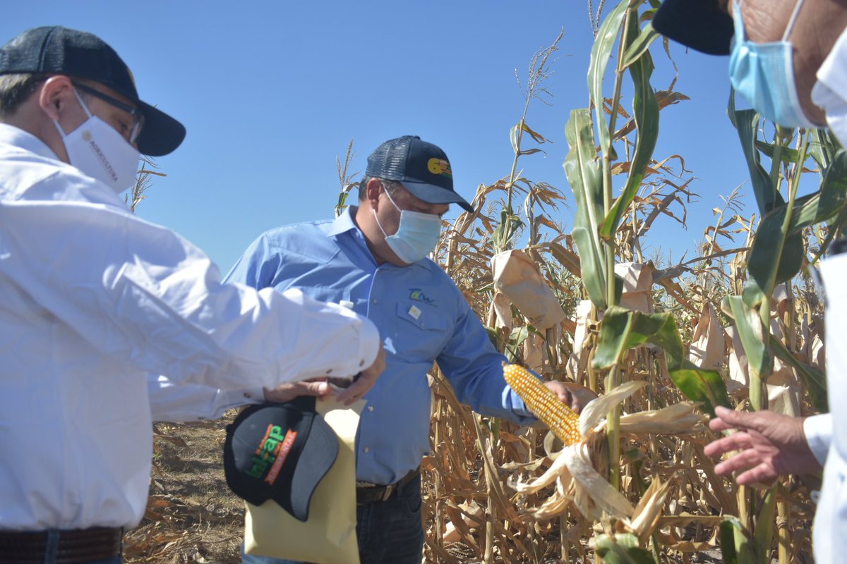 RuralTam_mx's tweet photo. En el acto inaugural, el titular de la Secretaría agradeció al Instituto las investigaciones que realizan en mejoramiento genético de maíz y sorgo, el control de malezas y agricultura de conservación en beneficio de los productores.
#RuralTam https://t.co/aykssHtzAD