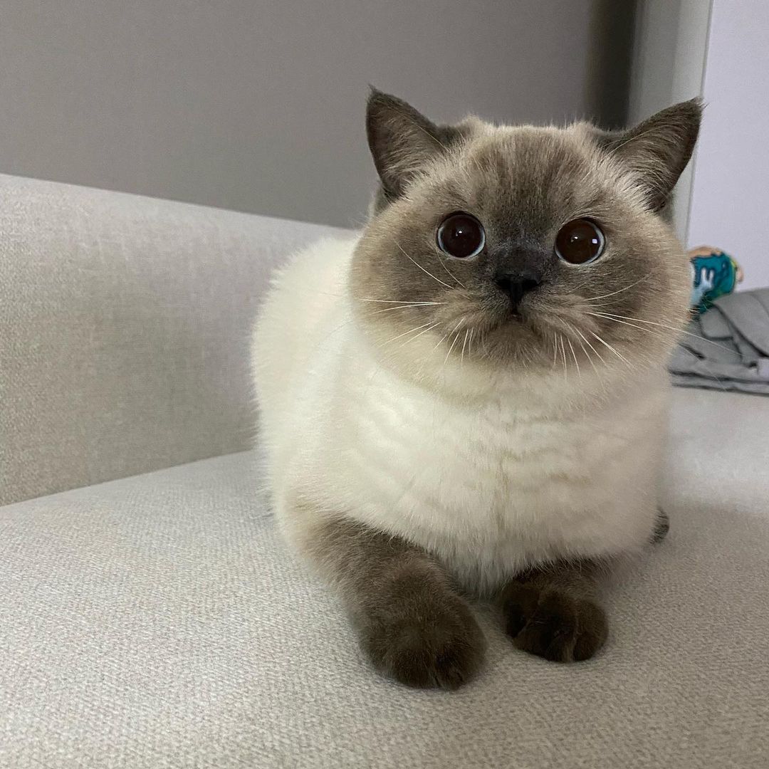 HepperOfficial's tweet photo. Just a cat trying to enjoy a nice, quiet night watching the evening shows. 

photo via @brownsugar_dang 💚

#hepper #CatsOfTwitter #cats #CatsofTwittter #catsofinstagram #catstagram #CatsLover #catsoftwitteer https://t.co/A4qpDfFGyf