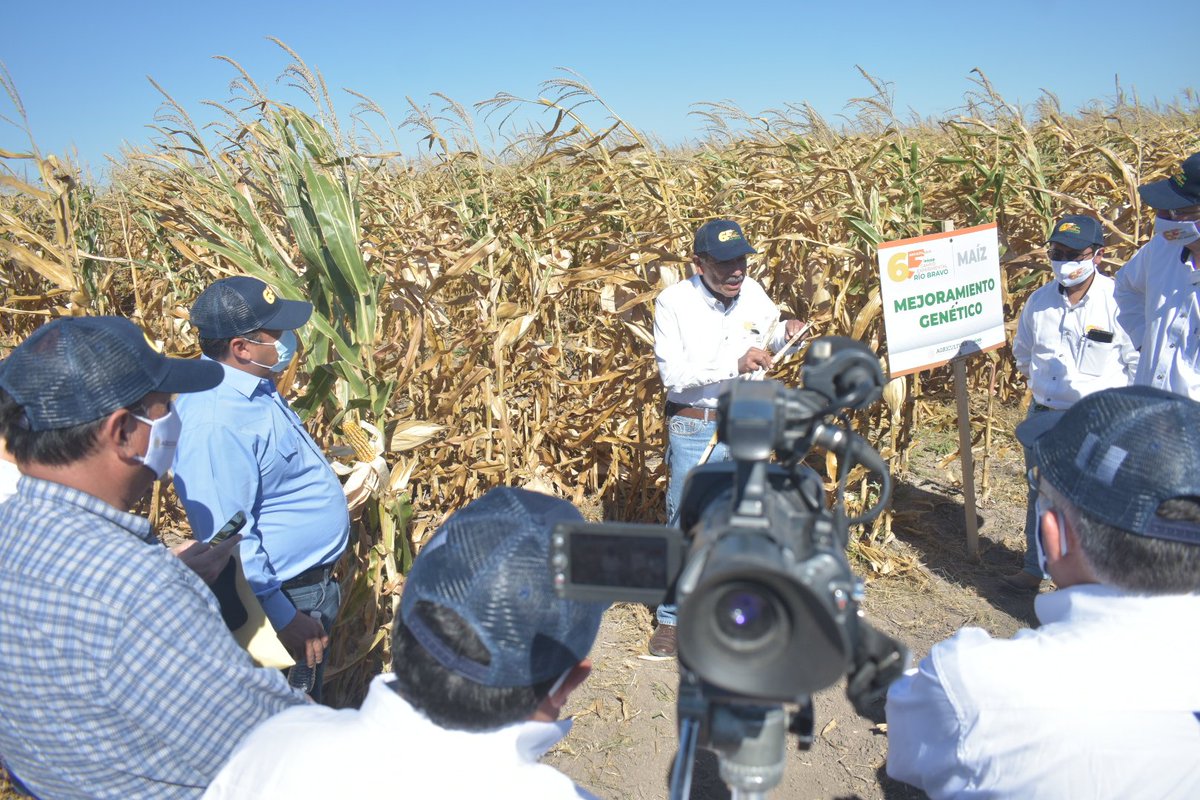 RuralTam_mx's tweet photo. En el acto inaugural, el titular de la Secretaría agradeció al Instituto las investigaciones que realizan en mejoramiento genético de maíz y sorgo, el control de malezas y agricultura de conservación en beneficio de los productores.
#RuralTam https://t.co/aykssHtzAD