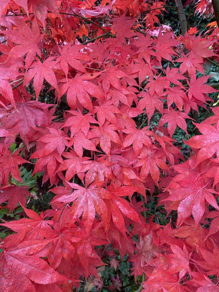 Louise_Venter's tweet photo. Acer palmatum autumnal colours are up there with the best #acer #palmatum #trees #autumn #colour #foliage https://t.co/CvHrVyCAXg