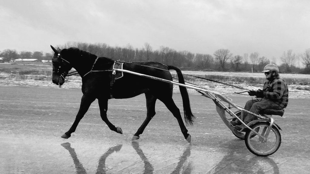 Wheelsbyjoe's tweet photo. Mister Miami is back ❤️

#kitkat 
#standardbred #harnessracing #mcneilracingstable #winners #fast #horseowner https://t.co/RHajnaqBFb