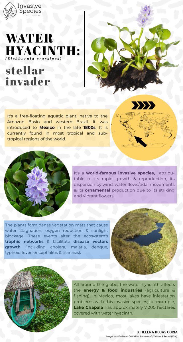 The water hyacinth, which was introduced in 🇲🇽 in the late 1800s, is an invasive 🪴 known for the ecological damages it causes.

#ShareScience #InvSppEcoLab #ScienceOutreach #Ecology #InvasiveSpecies #InvasivePlant #ForNature