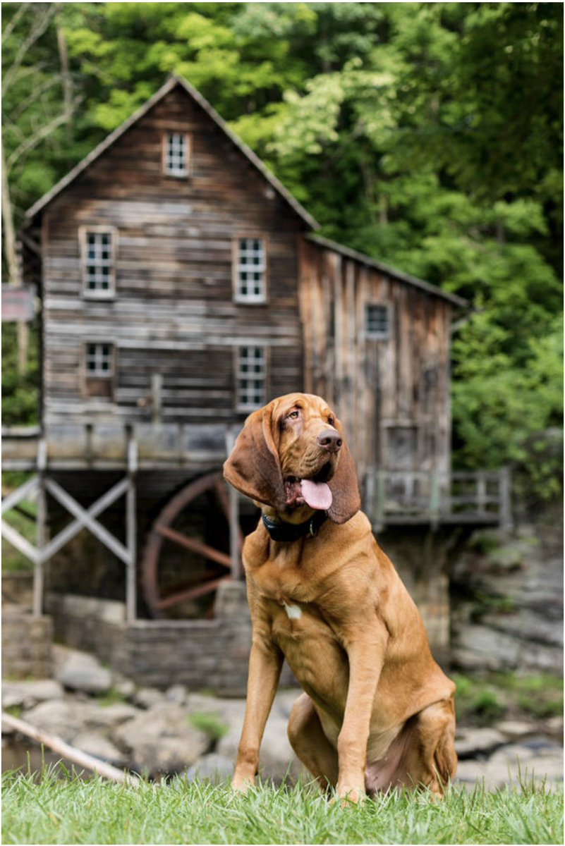 ultraboob's tweet photo. #PupweiserContest @budweiserusa This is Carl and he would be honored to be on your can https://t.co/jg1vIEN32C