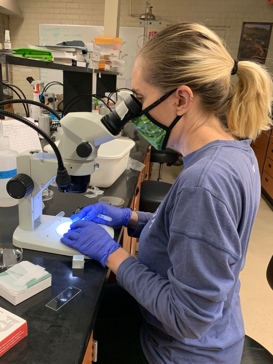 BRIDGES NRT (@uazbridges) on Twitter photo Trainee Tuesday! Savannah looks at mycorrhizal spores from different sites around Tucson. For this project she is working with <a href="/rachelgallerys/">Rachel Gallery</a> in investigating geographic variation in mycorrhizal communities & colonization of the native plant Datura discolor. <a href="/UASNRE/">UA School of Natural Resources and the Environment</a> <a href="/UAZbridges/">BRIDGES NRT</a> Trainee Tuesday! Savannah looks at mycorrhizal spores from different sites around Tucson. For this project she is working with <a href="/rachelgallerys/">Rachel Gallery</a> in investigating geographic variation in mycorrhizal communities & colonization of the native plant Datura discolor. <a href="/UASNRE/">UA School of Natural Resources and the Environment</a> <a href="/UAZbridges/">BRIDGES NRT</a>