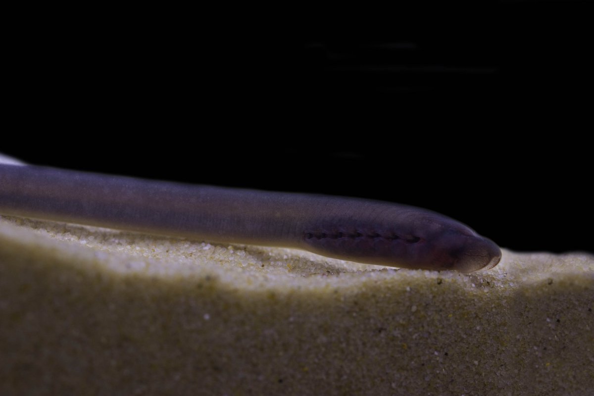 The labs of Drs. Christie and Sepulveda are seeking for a PhD student to work on a project studying development of resistance of sea lampreys to a chemical lampricide. Send a CV to christ99@purdue.edu mssepulv@purdue.edu 
<a href="/LampreyControl/">GLFC</a> <a href="/PurdueFNR/">Purdue Forestry & Natural Resources</a> <a href="/PurdueAgGS/">Purdue Agriculture Grad Students</a>