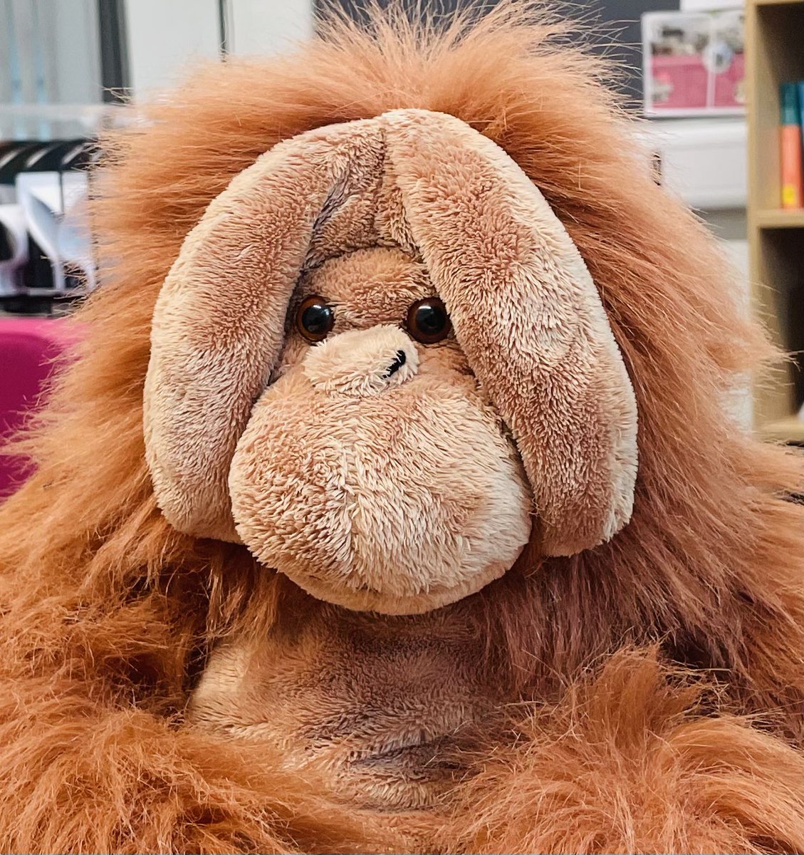 JuliaPMyatt's tweet photo. Great outreach event @unibirmingham #TheExchange, Suma the orangutan went down well as we talked about the interdisciplinary problem of deforestation. Come and be part of the solution with our new @LES_UniBham programmes #GlobalEnvChangeSustainability #HumanSciences https://t.co/lbPxJYm6FC