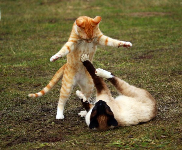 Denny’s Regulars tweet media