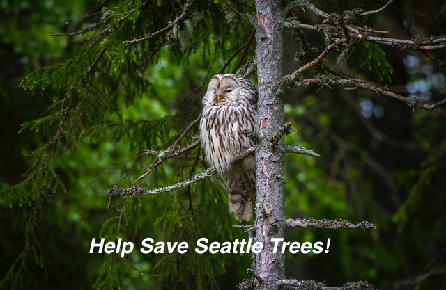 ClimateTap's tweet photo. Day after tomorrow, 11/18 at 7:00pm Urban Trees: Climate Change Solution or Casualty? will be the topic @PeddlerBrewing .  Get tickets here: https://t.co/AIoQTmHneR. Help be part of the solution! https://t.co/AkNpUq6nhi