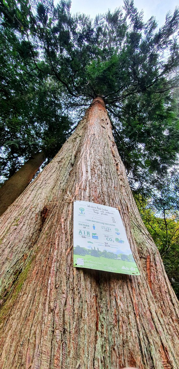 Ruairi44's tweet photo. Today wherever you are Western Red Cedar, Thuja plicata, Céadar Crón Iartharach. 33 metres high, storing 914 kg of Carbon. #Fernhill #Treetags https://t.co/VBxuUAe7wM