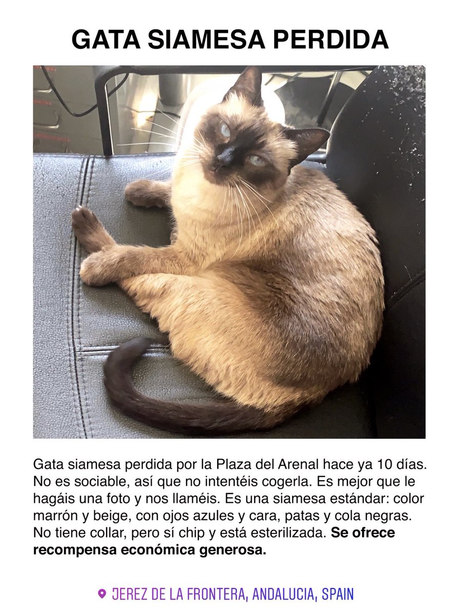 davidselvaruiz's tweet photo. Misty sigue desaparecida 10 días después, pero seguimos buscándola sin descanso. Si la veis, no intentéis cogerla; es mejor que le hagáis una foto y nos llaméis corriendo. Muchísimas gracias por la ayuda, de corazón. Es muy importante para mí. https://t.co/VsbiefHuUq