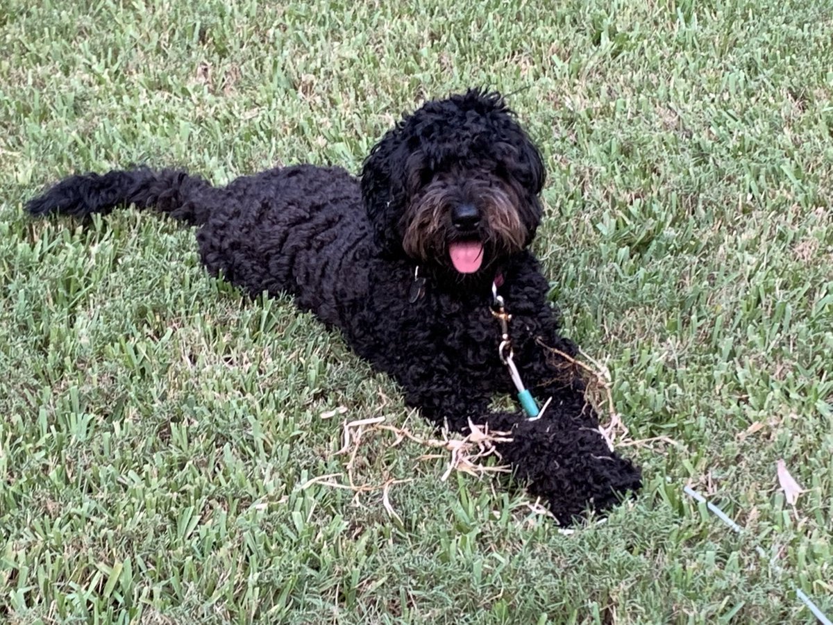 scottzebra's tweet photo. @YogiTheGoodBoy I started following when we got a black doodle last year and loved to see Yogi’s adventures. Roxy and I send our regards and will always fondly remember your “good boy” ❤️ https://t.co/yOmfKYBFNk