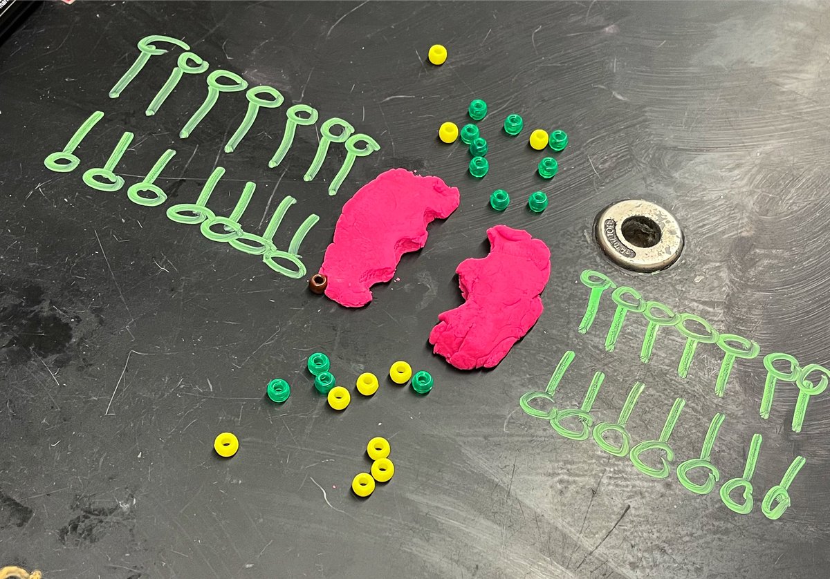 torchianator's tweet image. Have you SEEN a better Sodium-Potassium Pump model? I think not….nice work, Honors Bio! #goknights #knightscience #HonorsBio
