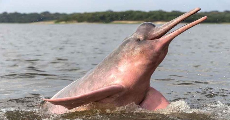 FBiodiversidad's tweet photo. Un último estudio revela que las poblaciones de delfín rosado del Amazonas (Inia geoffrensis) podrían desaparecer en menos de 5⃣0⃣ años.

La destrucción acelerada de la cuenca del Amazonas y la contaminación acústica son algunas de las amenazas a las que se enfrenta esta especie.