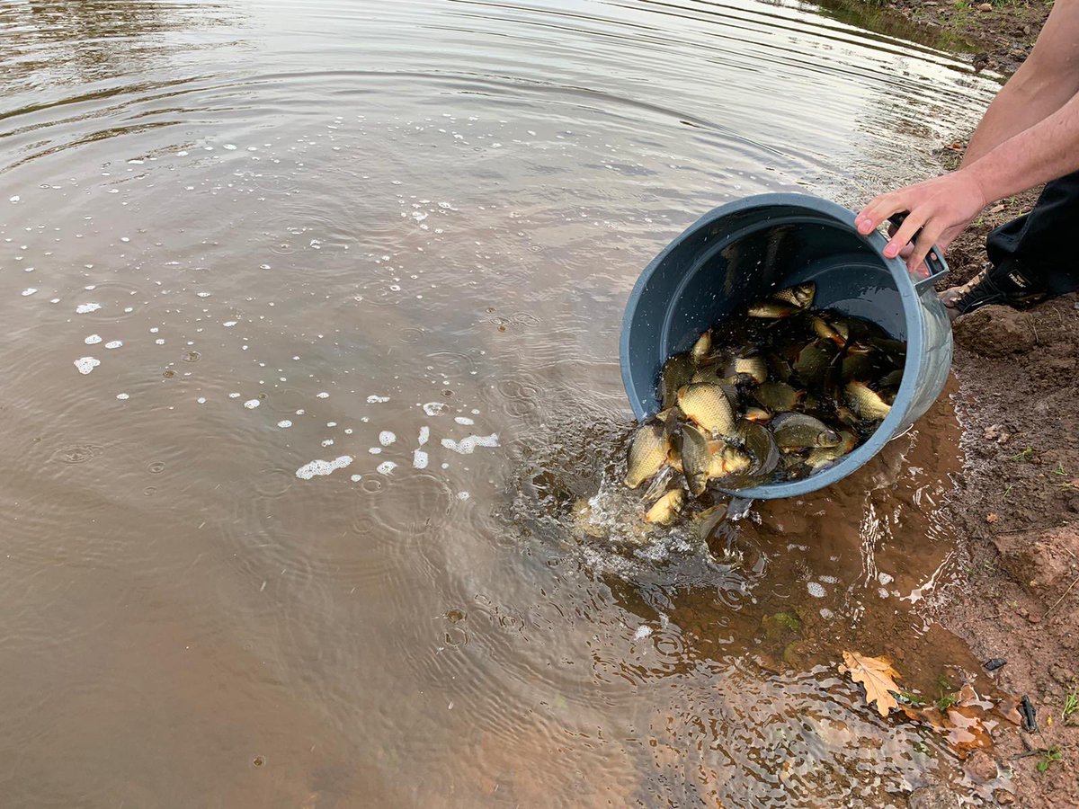 glosanglingclub's tweet photo. Thanks to @FishFarmEA and Laura and Sam our Environment Agency Fisheries officers for organising and supplying some more Crucians and Tench for Taskers our development pond. #cruciancarp #tench #taskers #eacalverton #fisherydevelopment https://t.co/FYQciKj50C