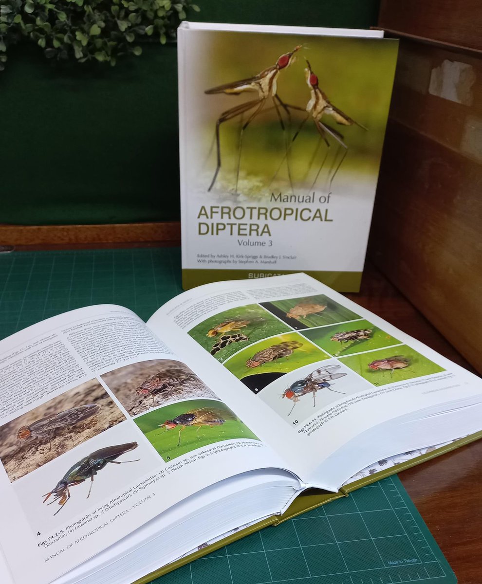 Dipterists Society tweet media