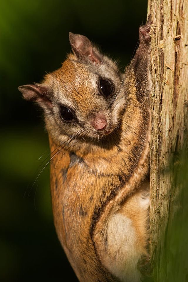 mytravel_goals's tweet photo. I have a flying squirrel in my bedroom! The door is closed and a trap is set! #screaminginside https://t.co/LJJ6gfnMqj