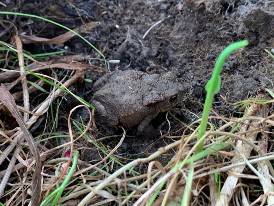 FWAGeast's tweet photo. Need to manage any hedges or trees this winter? Consider creating hibernacula (wood piles), which can be left as is, or covered in soil. These make perfect habitats for reptiles and amphibians, such as this toad. https://t.co/UkyW71wwLE @froglifers @ARC_Bytes @WildlifeTrusts https://t.co/WnMak4LsaZ