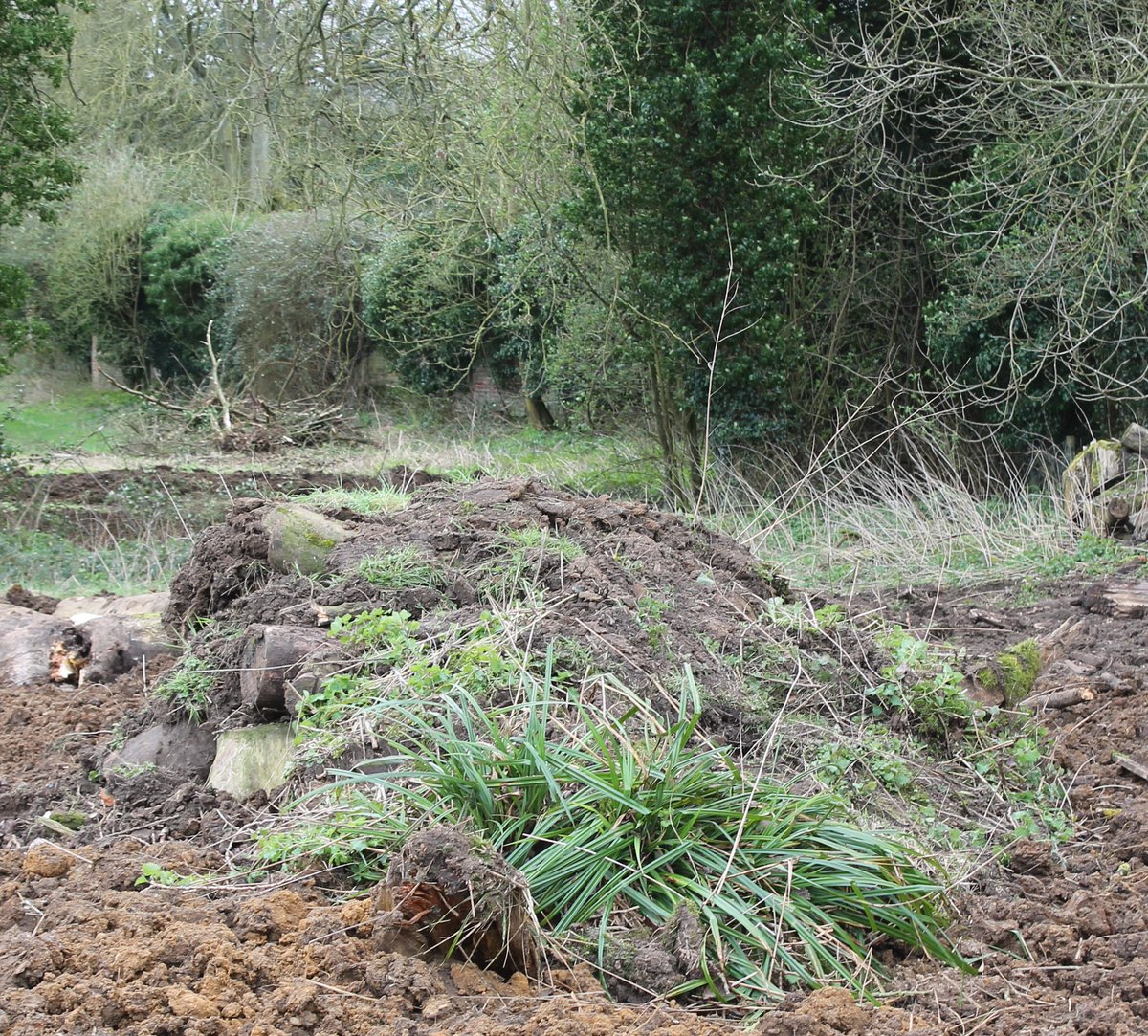 FWAGeast's tweet photo. Need to manage any hedges or trees this winter? Consider creating hibernacula (wood piles), which can be left as is, or covered in soil. These make perfect habitats for reptiles and amphibians, such as this toad. https://t.co/UkyW71wwLE @froglifers @ARC_Bytes @WildlifeTrusts https://t.co/WnMak4LsaZ