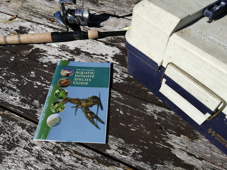 invspecies's tweet photo. Are you a frequent user of the Lake Simcoe watershed? Email us to receive a free copy of our new Lake Simcoe Aquatic Invasive Species Guide! Knowing what invasive species to look for and how to prevent their spread is key to protecting this important resource. https://t.co/PI1T21QZUH
