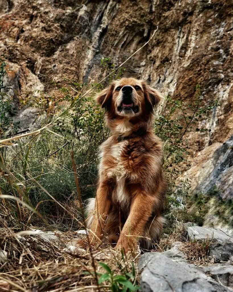 lacka_daisy's tweet photo. When you smell the warm autumn day or when you find a pup more photogenic than you 🐕 #naturalbeauty 
.
#autumnadventures #hiking #explore #randomencounters #puppy #goidboy #photogenic #warmcolours #cute #beautiful #nature #hike #autumn #warm #happy #… https://t.co/M1wNedruo7 https://t.co/Tr9309doNJ