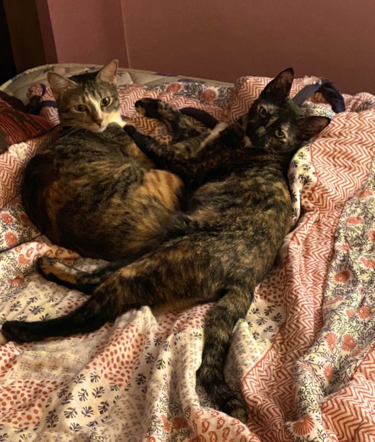 Geeky_Foodie's tweet photo. A catty weather report!
#BengaluruWeather on #Catometer
Temperature 18 degrees C feels like 12 to humans and 6 to Felines!
#CatsOfTwitter https://t.co/vgOHXotE9P