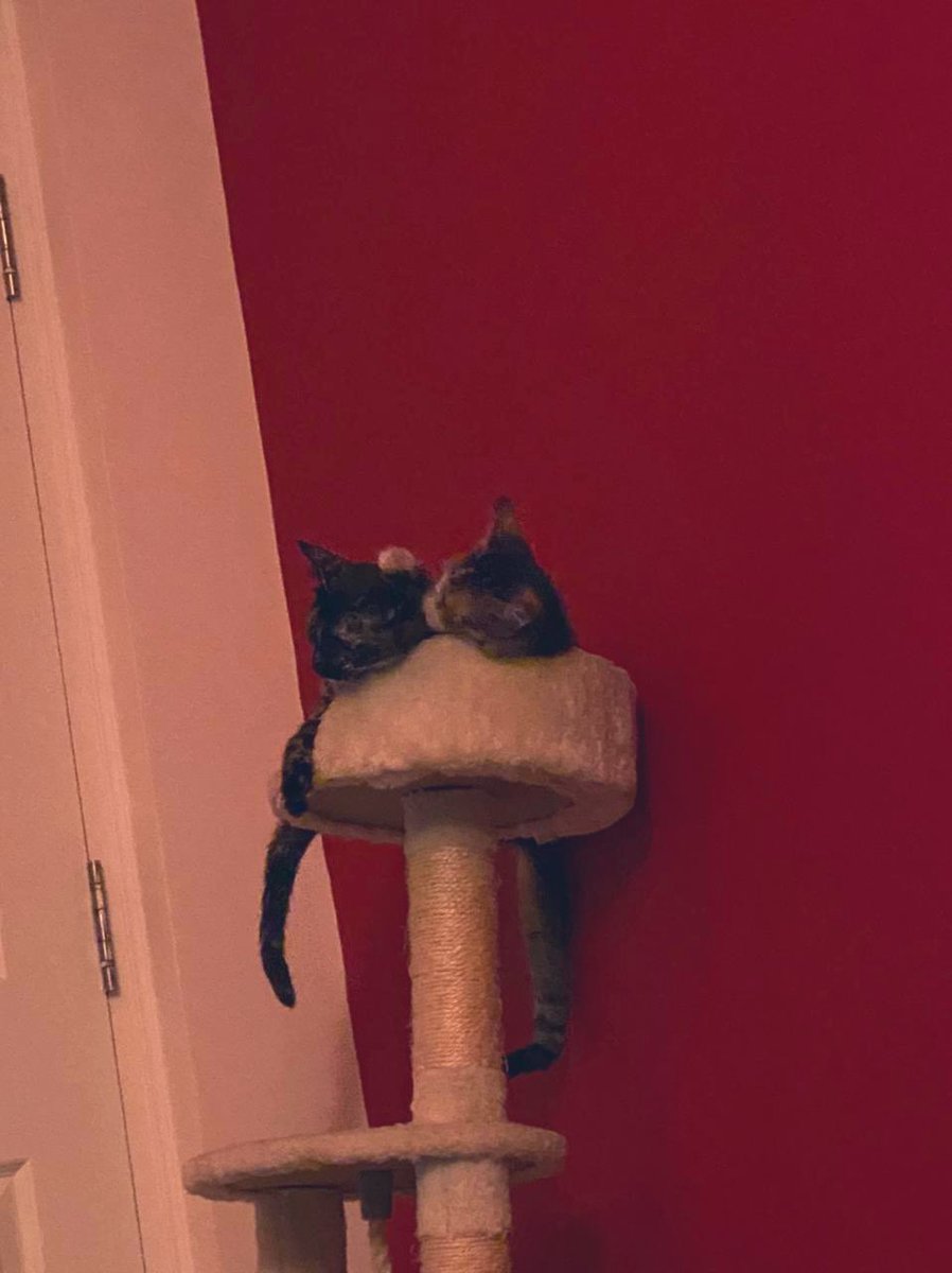 Geeky_Foodie's tweet photo. A catty weather report!
#BengaluruWeather on #Catometer
Temperature 18 degrees C feels like 12 to humans and 6 to Felines!
#CatsOfTwitter https://t.co/vgOHXotE9P