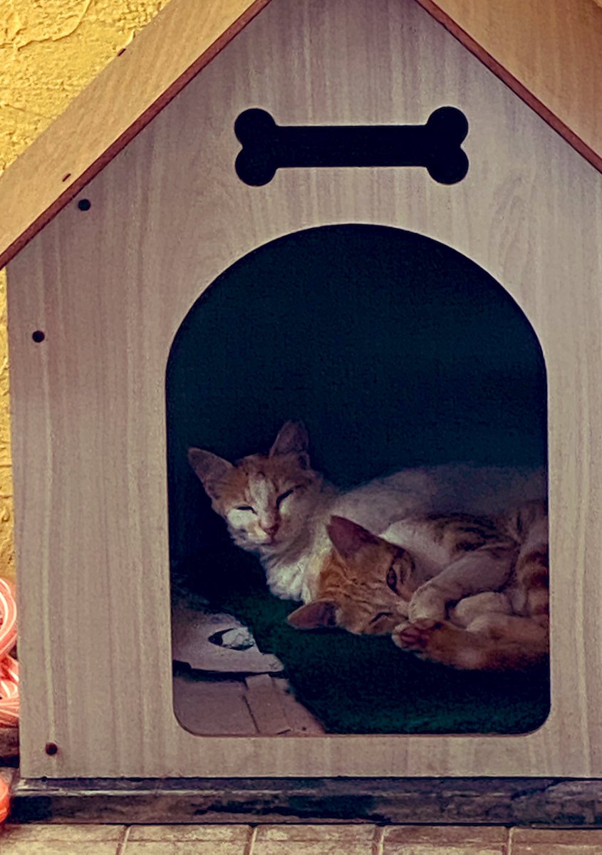 Geeky_Foodie's tweet photo. A catty weather report!
#BengaluruWeather on #Catometer
Temperature 18 degrees C feels like 12 to humans and 6 to Felines!
#CatsOfTwitter https://t.co/vgOHXotE9P