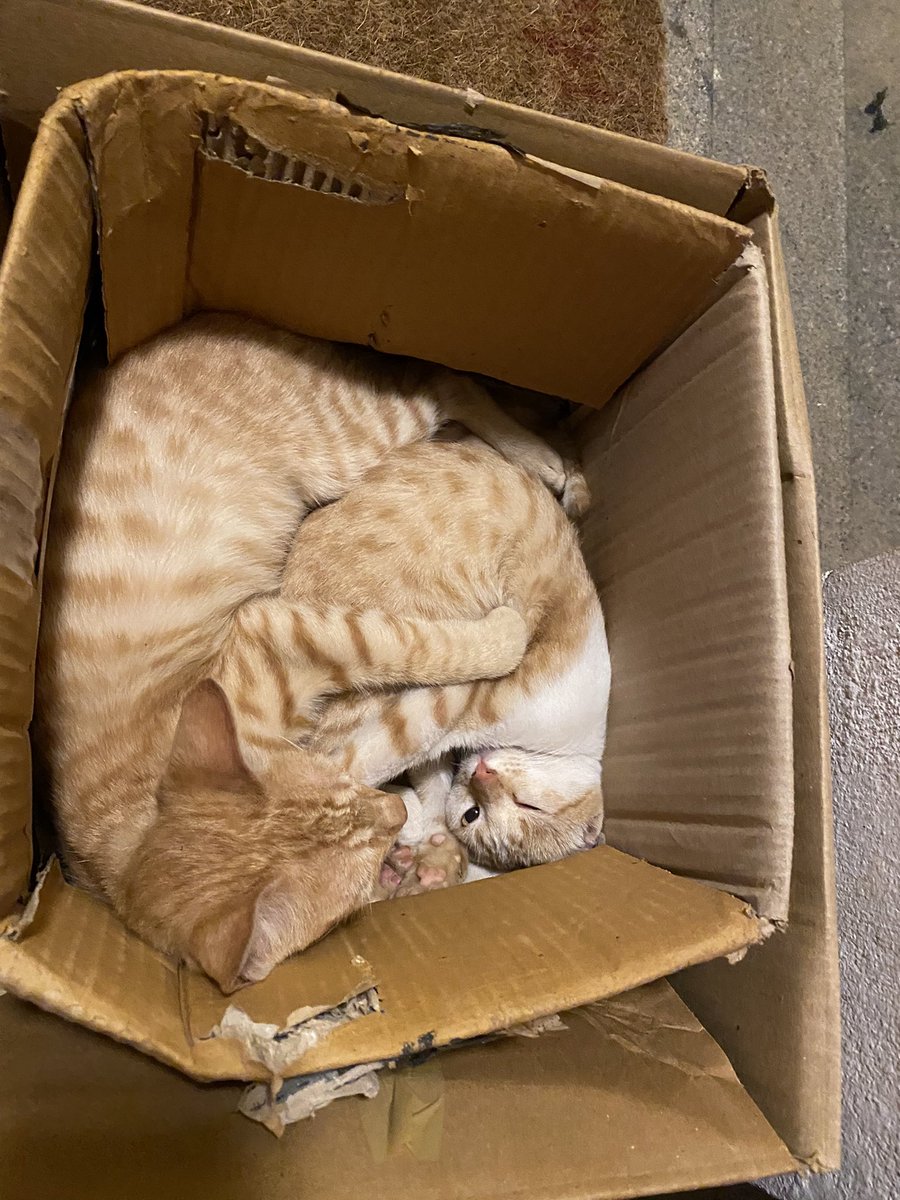 Geeky_Foodie's tweet photo. A catty weather report!
#BengaluruWeather on #Catometer
Temperature 18 degrees C feels like 12 to humans and 6 to Felines!
#CatsOfTwitter https://t.co/vgOHXotE9P