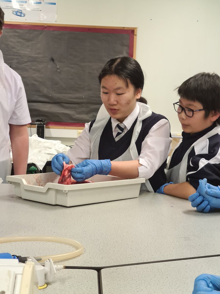 misskbarton_sci's tweet photo. Lung dissections this evening! 🫁 Another great turn out from my anatomy squad. I'm so proud of how engaged they are, and the wonderful dissection skills they are developing and demonstrating. Can't wait for next time... 🐟 https://t.co/TX7kNy78ff