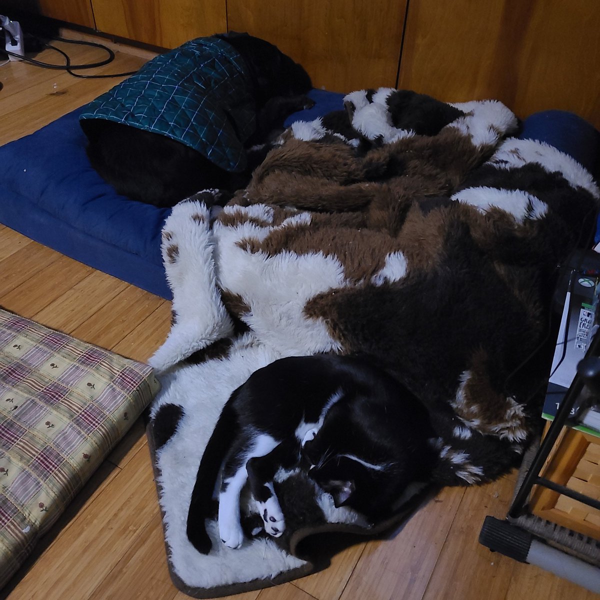 MalLupin42's tweet photo. @AnneWheaton This is as close as our animals will get. Can you find the kitty? #murphdog #tinyrose https://t.co/FGDmw1yCGa