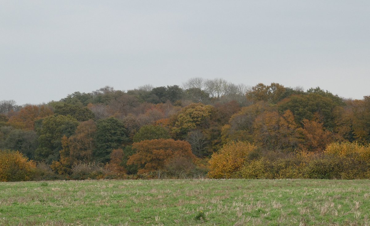 martgathercole's tweet photo. We've had a carpenter replacing stairs today - noisy &amp; dusty so I sneaked out for a 6 mile autumn country🚶 #Frating &amp; #Alresford. Buzzards, Sparrowhawk &amp; Kestrels but no Thrushes in sight. Just been deployed by Mrs G on dust control - hoovering and washing down for my sins😂 https://t.co/wbt7ZCGhUM