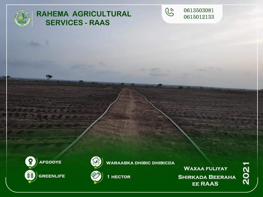 AbdirahmnSabrie's tweet photo. Waxaa meel fiican inoo maraya xiridda waraabka dhibic dhibic-da (Drip irrigation) 2-Hector ah iyo Sameeynta Guri beereed casri ah (Greenhouse) oo aan ka Hir-galineeyno Deegaan beereedka Af-gooye.

Waxaan ku beeri doonnaa dalag-yada waddanka ka bixi kara, se dibada ka yimada insh. https://t.co/hjVj8wYMED