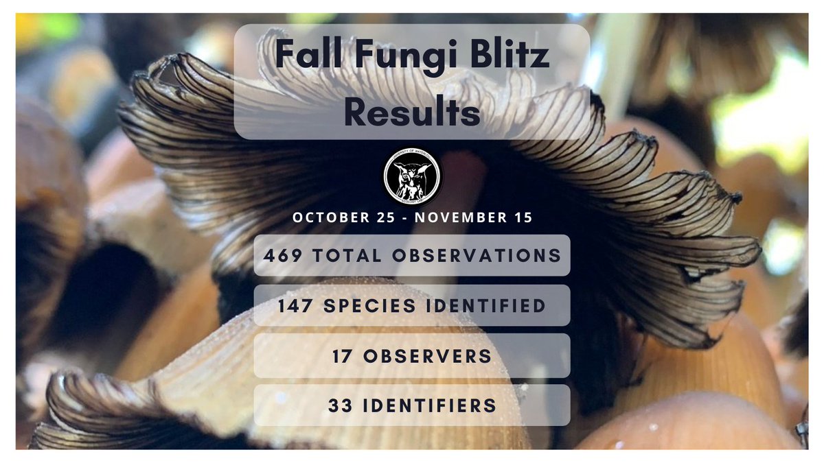 That's a wrap for Fall Fungi Blitz 2021! Thank you to everyone who participated. Congratulations to our prize draw winner who has been contacted via iNaturalist! Visit inaturalist.org/projects/fall-… to view all the amazing fungi observations and to brush up on your mushroom ID skills.