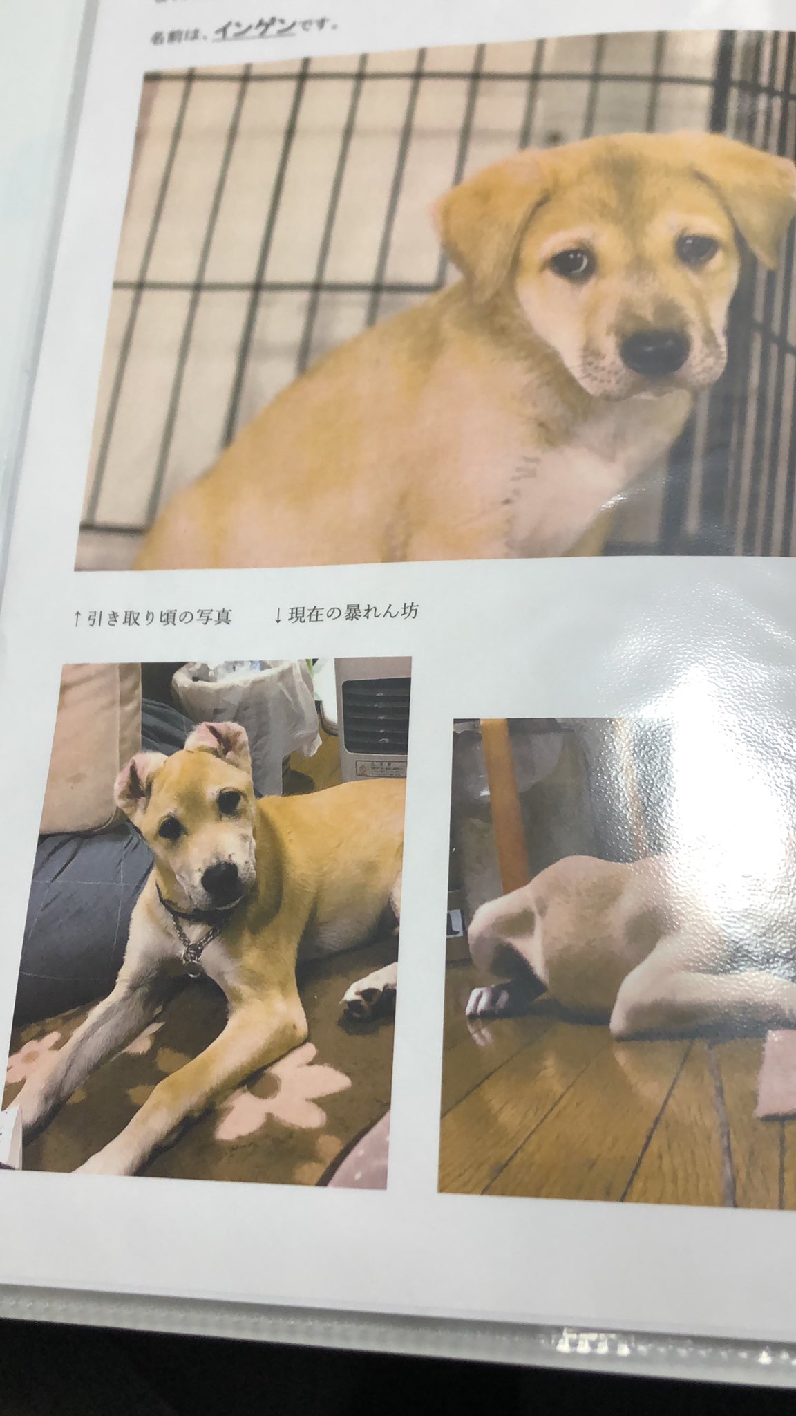 犬と猫のためのライフボート Twitter Search Twitter