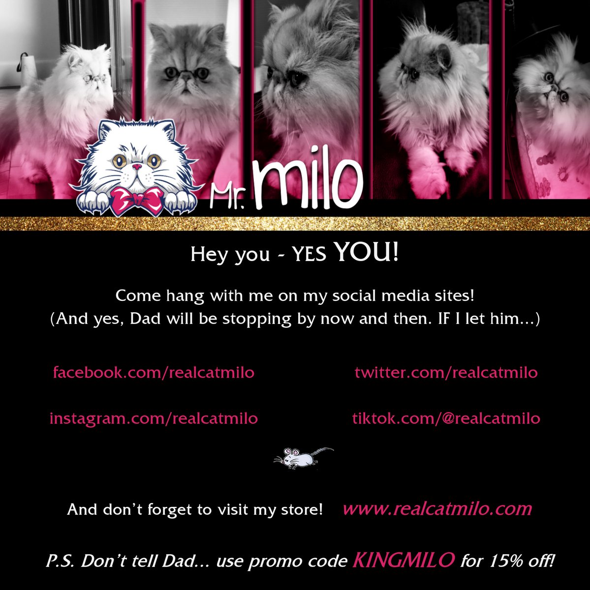realcatmilo's tweet photo. The more #MrMilo the merrier! I have more sites than Dad... 😹  #MILOnlineVerification #realcatmilo #miloandersson #cat #cutecat #spoiledcat #rockstarcat #persian #basstechnician #chickmagnet #kingmilo #hismajesty #catroyalty #catsoftwitter #martenandersson #martenanderssonbass https://t.co/i20kh0fQgn