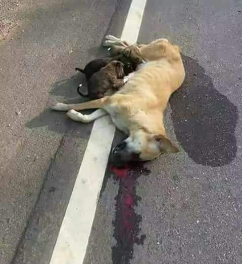 NehaBis30776190's tweet photo. दिल मे चुभ गयी वो *कील_इंसानियत* की,जो हमारी " *लापरवाही* से किसी का *घर* तोड़ जाती है...!! 
*गाडी*_अराम से चलाया करो दोस्तों.... *परिवार* *बेजुबानो* का भी होता है...!! 

शेयर करना इसलिये ताकि किसी और के *बच्चे_भूखे* ना रहे।
#TuesdayFeeling @AnimalPlanet @MercyForAnimals @UNEP https://t.co/qm5ofPbQ11