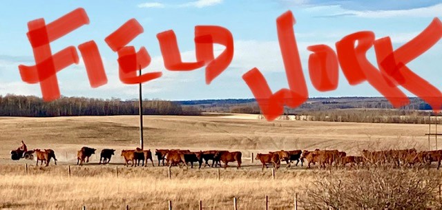 Even cows check out new places at certain times of the year. Don't forget to add short-term career mobility experiences into your learning plan. Your source for CAREER MOBILITY is gcconnex.gc.ca/missions/main <a href="/Sask_YN/">Sask Youth Network</a> <a href="/PrairieCouncil/">Prairie Federal Council</a> <a href="/OXYGENAlberta/">OXYGEN Network</a> <a href="/fln_manitoba/">FLN Manitoba</a> <a href="/NMC_CNG/">NMC - CNG</a>