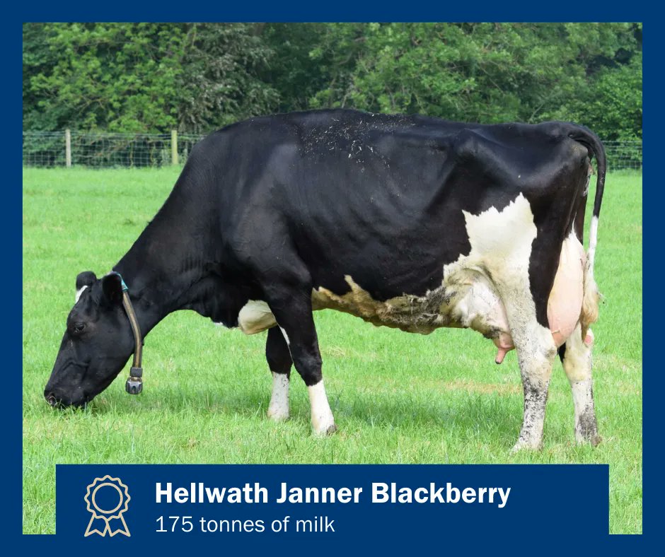 GenusABS's tweet photo. 📸 Pictured is Hellwath Janner Blackberry, who has just completed an amazing 175 tonnes of milk after 15 calvings!
For her remarkable achievement, Blackberry has been awarded a @HolsteinUK Lifetime Production award. 🏆
#ProfitFromGeneticProgress https://t.co/iVk4DCv2TD
