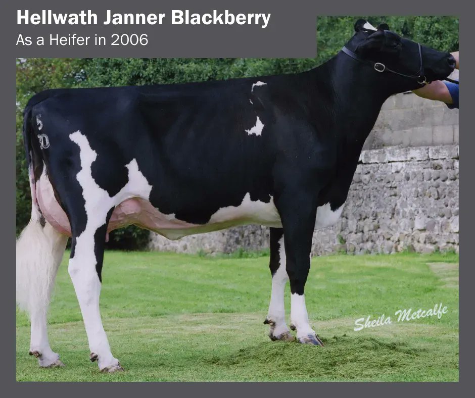 GenusABS's tweet photo. 📸 Pictured is Hellwath Janner Blackberry, who has just completed an amazing 175 tonnes of milk after 15 calvings!
For her remarkable achievement, Blackberry has been awarded a @HolsteinUK Lifetime Production award. 🏆
#ProfitFromGeneticProgress https://t.co/iVk4DCv2TD