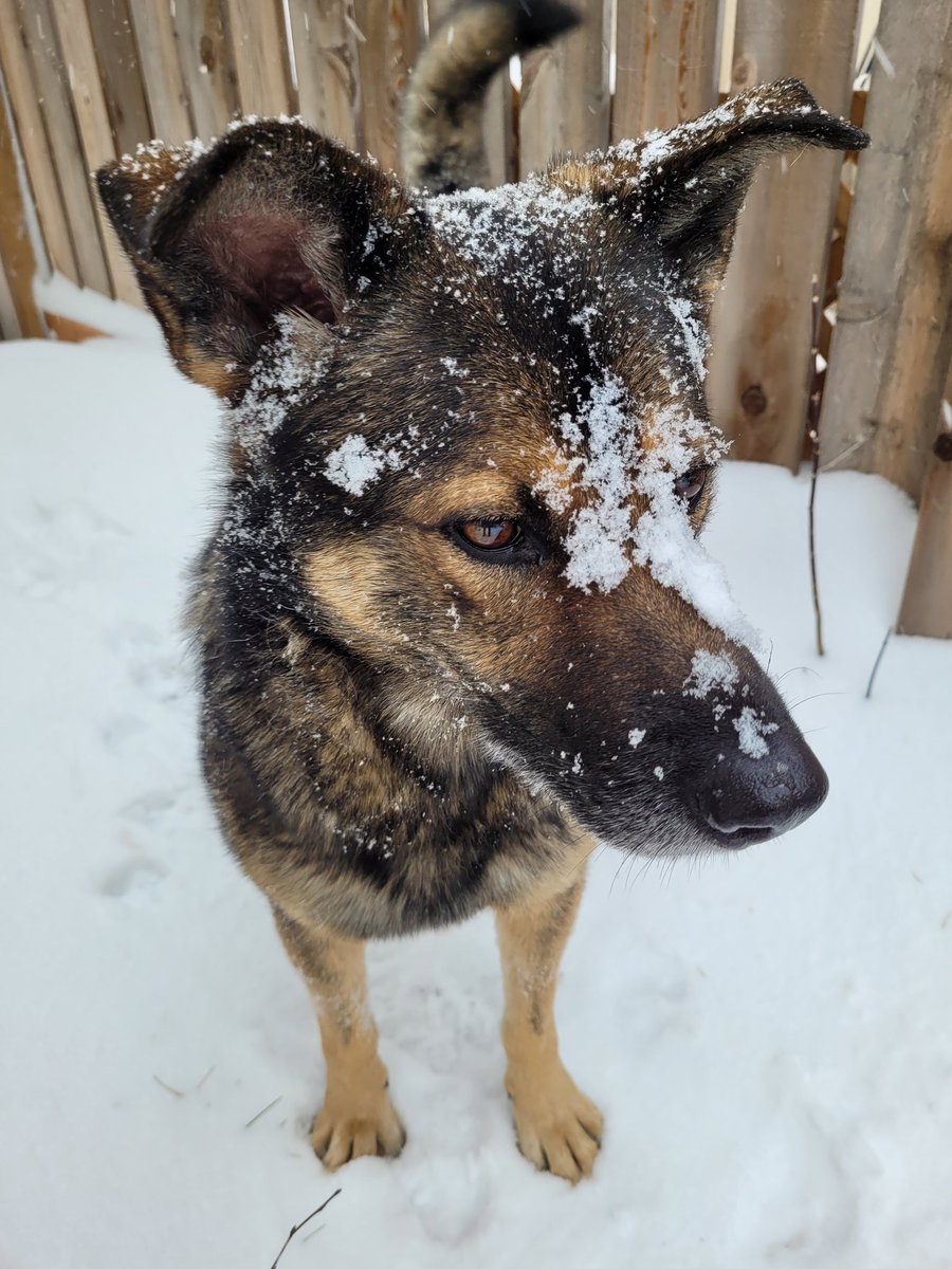 AdamTheAxeGuy's tweet image. I like the snow Poppa!
ME TOO ME TOO!
#DogsOfWinter