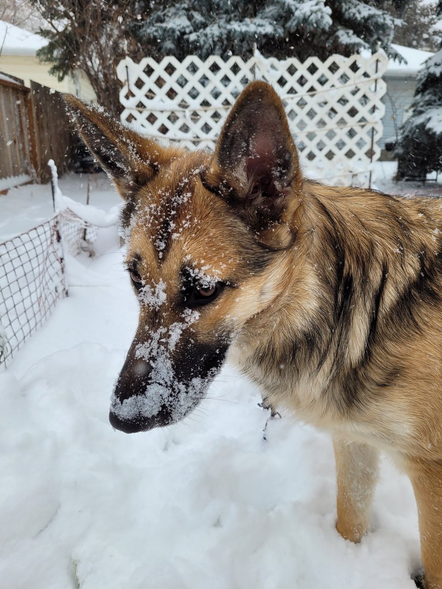 AdamTheAxeGuy's tweet image. I like the snow Poppa!
ME TOO ME TOO!
#DogsOfWinter